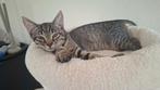Lieve leuke kitten zoekt een gouden mandje, Dieren en Toebehoren, Katten en Kittens | Overige Katten, Kater