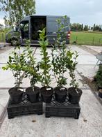 Camelia nieuwe soorten hoog 90/100 soort zie fotos top plant, Vaste plant, Halfschaduw, Lente, Ophalen