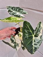 Alocasia Frydek Variegata p12 (12), Ophalen of Verzenden, Halfschaduw, Minder dan 100 cm