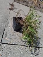 Thijm Stekje - Kruidenplant, Ophalen, Vaste plant, Kruiden, Volle zon