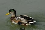 Woerden, Mannelijk, Eend