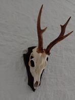 Fors gewei reebok ree schedel 6 ender landelijk stangen, Verzamelen, Dierenverzamelingen, Ophalen of Verzenden, Gebruikt, Hert