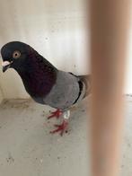 Tippler, Meerdere dieren