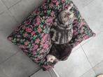 2 poezen zoeken forever home, Dieren en Toebehoren, Katten en Kittens | Raskatten | Korthaar, Poes, 6 jaar of ouder