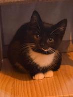 Hallo ik ben melkje ik ben nu 12 weken oud en mag verhuizen, Dieren en Toebehoren, Katten en Kittens | Overige Katten, Kater