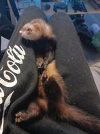 Fret fred, Dieren en Toebehoren, Juni, Vrouwelijk