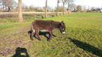 Ezel hengst, Dieren en Toebehoren, Overige Dieren, Mannelijk