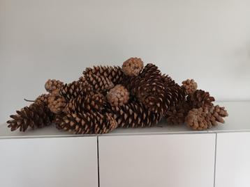 Prachtige grote dennenappels voor decoratie of hobby 47stuks beschikbaar voor biedingen