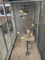 Kanarie s, Dieren en Toebehoren, Vogels | Kanaries, Meerdere dieren, Kleurkanarie