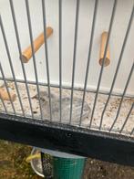 Chinese Dwergkwartel hen grijs 25’, Dieren en Toebehoren, Vrouwelijk