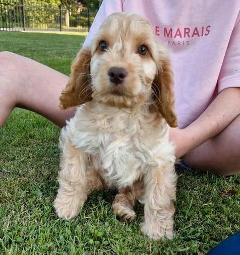 Lief mooi cockapoo reutje, Dieren en Toebehoren, Honden | Retrievers, Spaniëls en Waterhonden, Reu, Spaniël, Particulier, Eén hond