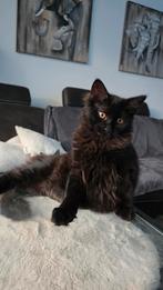 Maine coon kittens, Dieren en Toebehoren, Meerdere dieren, Langharig, 0 tot 2 jaar