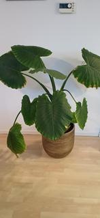 Alocasia 130cm, Ophalen, 100 tot 150 cm, Overige soorten, In pot