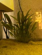 3 aquarium planten te koop, Dieren en Toebehoren, Vissen | Aquaria en Toebehoren, Ophalen, Zo goed als nieuw, Plant(en), Steen of Hout