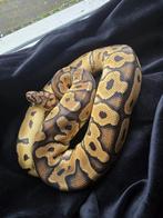 Python regius clown, Slang