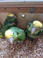 Te koop Oratriks dubbele geelkop Amazone, Dieren en Toebehoren, Geslacht onbekend, Papegaai, Geringd