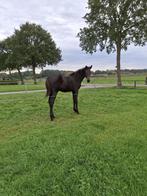 Zwartbruin Chique Merrieveulen  Voilá van Dominancer, Dieren en Toebehoren, Paarden, Merrie, Springpaard, Minder dan 160 cm, Niet van toepassing