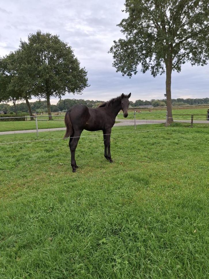 Zwartbruin Chique Merrieveulen  Voilá van Dominancer, Dieren en Toebehoren, Paarden, Merrie, Niet van toepassing, Minder dan 160 cm