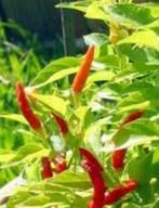 Malagueta peper plant, Ophalen, Volle zon, Zomer, Groenteplanten