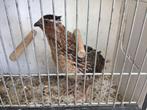 Japanse kwartels, Dieren en Toebehoren, Pluimvee, Mannelijk, Overige soorten