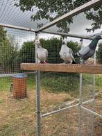 Postduiven, Dieren en Toebehoren, Meerdere dieren, Postduif