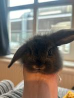 Handtamme hangoor leeuwenkop konijntjes, Dieren en Toebehoren, Knaagdieren, Vrouwelijk, Overige typen, Tam, September