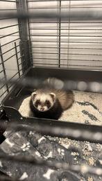 Fret met kooi, Dieren en Toebehoren, Overige Dieren, Mannelijk, Na 1 juli 2024