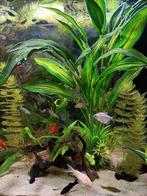 Prachtige endler guppen, diverse kleuren, Dieren en Toebehoren, Ophalen of Verzenden, Plant(en), Steen of Hout