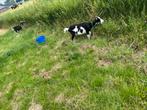 2 mooie geiten te koop, Dieren en Toebehoren, Vrouwelijk, Geit