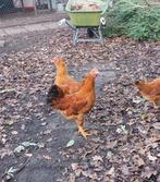 Haan New Hampshire groot x Isa Brown, Dieren en Toebehoren, Mannelijk, Kip