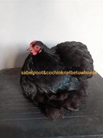 Cochin kriel cochinkriel cochin krielen cochin kippen, Dieren en Toebehoren, Pluimvee, Meerdere dieren, Kip