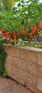 Carolina reaper x madame jeanette peperplant, Tuin en Terras, Ophalen, Zo goed als nieuw