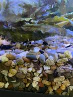Baby black molly, Dieren en Toebehoren, Vissen | Aquariumvissen, Zoetwatervis, Vis