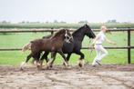 Tinkers, fokmerries, veulens en jaarlingen. Tinker Drumhorse, Dieren en Toebehoren, Minder dan 160 cm, Niet van toepassing, 0 tot 2 jaar