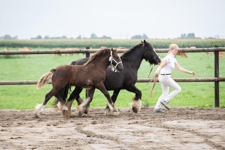 Tinkers, fokmerries, veulens en jaarlingen. Tinker Drumhorse, Dieren en Toebehoren, Paarden, Meerdere dieren, Niet van toepassing