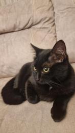 Twee Halve britse korthaar poezen, Dieren en Toebehoren, Katten en Kittens | Overige Katten, Poes