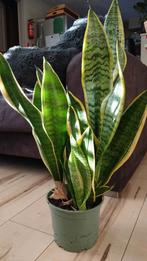 Sanseveria Laurentii, Huis en Inrichting, Kamerplanten, Ophalen, Halfschaduw, Cactus, Minder dan 100 cm