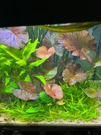 Rode tijgerlotus, Nymphaea zenkeri, aquariumplanten, Ophalen, Nieuw, Plant(en), Steen of Hout