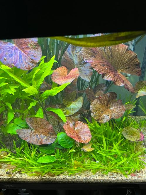 Rode tijgerlotus, Nymphaea zenkeri, aquariumplanten, Dieren en Toebehoren, Vissen | Aquaria en Toebehoren, Nieuw, Plant(en), Steen of Hout