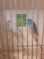Koppel forpussen blauw x yellam blauw, Meerdere dieren, Parkiet