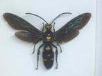 insekt megacolia procer, Ophalen of Verzenden, Nieuw, Insect, Opgezet dier