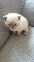 Britse korthaar kittens blue point, Dieren en Toebehoren, Katten en Kittens | Raskatten | Korthaar, Meerdere dieren, Ontwormd
