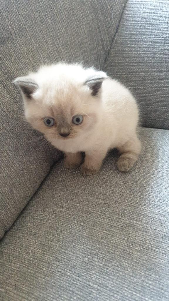 Britse korthaar kittens blue point, Dieren en Toebehoren, Katten en Kittens | Raskatten | Korthaar, Meerdere dieren, Ontwormd