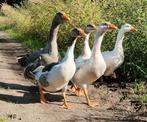 Ganzen, Dieren en Toebehoren, Geslacht onbekend, Gans of Zwaan