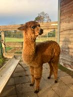 gemengde kudde alpacas (dekhengst apart), Dieren en Toebehoren, Overige Dieren, Juni, Meerdere dieren