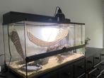 Baardagaam incl. Terrarium en accessoires, Dieren en Toebehoren, Reptielen en Amfibieën, Hagedis, Met terrarium, 7 tot 10 jaar