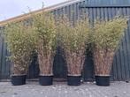 Actie!! 4 x bamboe, niet woekerend Fargesia Winter Joy 200cm, Tuin en Terras, In pot, Bloeit niet, Halfschaduw, 100 tot 250 cm