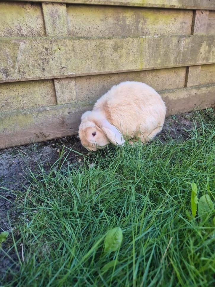 Lutino dwerghangoor konijn, Dieren en Toebehoren, Konijnen, Dwerg, Mannelijk