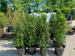 Portugese laurier - groene dichte haag | Aanbieding, Ophalen of Verzenden, Laurier, Haag, 100 tot 250 cm