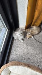 Britse langhaar kittens (beide vrouwtjes), Dieren en Toebehoren, Katten en Kittens | Raskatten | Langhaar, Meerdere dieren, Ontwormd